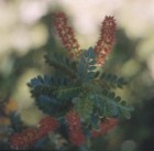 Weinmannia trichosperma