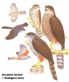 Accipiter bicolor