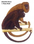 Alouatta guariba