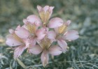Alstroemeria exerens