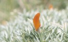 Anarthrophyllum strigulipetalum