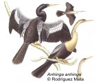 Anhinga anhinga