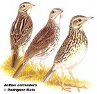 Anthus correndera