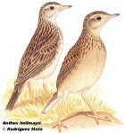 Anthus hellmayri