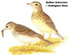 Anthus lutescens