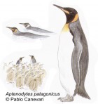 Aptenodytes patagonicus