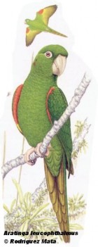 Psittacara leucophthalmus