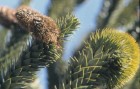 Araucaria araucana