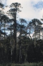 Araucaria araucana