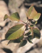 Aristotelia chilensis