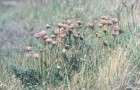 Armeria maritima