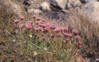 Armeria maritima