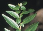 Azara lanceolata