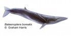 Balaenoptera borealis