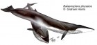 Balaenoptera physalus