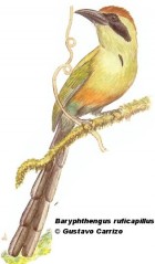 Baryphthengus ruficapillus