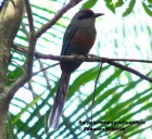 Baryphthengus ruficapillus