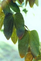 Bauhinia forficata