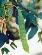 Bauhinia forficata