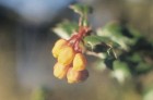 Berberis darwinii