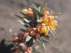Berberis trigona