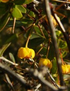 Berberis microphylla