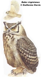 Bubo virginianus