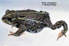 Nannophryne variegata