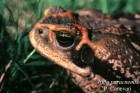 Rhinella schneideri