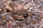 Rhinella spinulosa