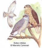 Buteo nitidus