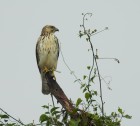 Buteo platypterus