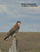 Geranoaetus polyosoma