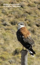 Geranoaetus polyosoma