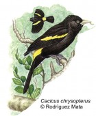 Cacicus chrysopterus