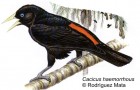 Cacicus haemorrhous