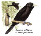 Cacicus solitarius
