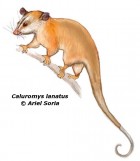 Caluromys lanatus