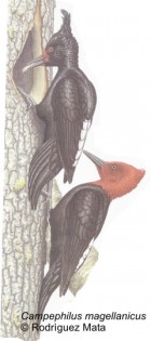 Campephilus magellanicus