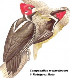 Campephilus melanoleucos