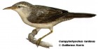 Campylorhynchus turdinus