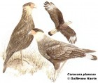 Caracara plancus