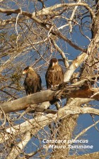 Caracara plancus