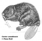 Castor canadensis