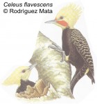 Celeus flavescens