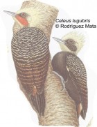 Celeus lugubris
