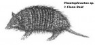 Chaetophractus sp.