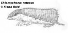 Calyptophractus retusus