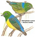 Chlorophonia cyanea