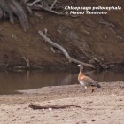 Chloephaga poliocephala